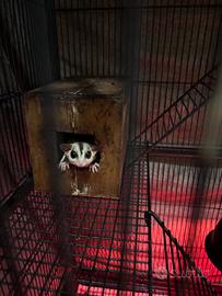 Petauro dello zucchero