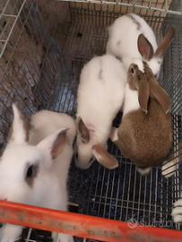 Conigli disponibili