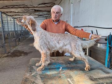 Setter Inglese femmina 7 mesi