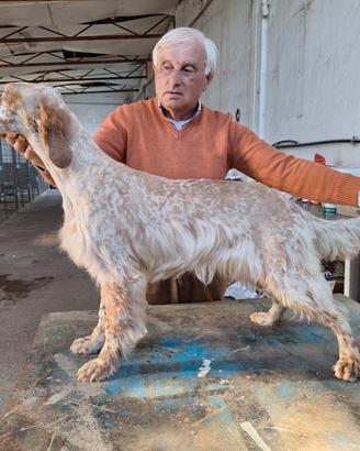 Setter Inglese femmina 7 mesi