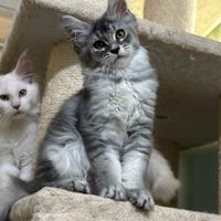 Cuccioli di Maine Coon