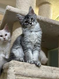 Cuccioli di Maine Coon