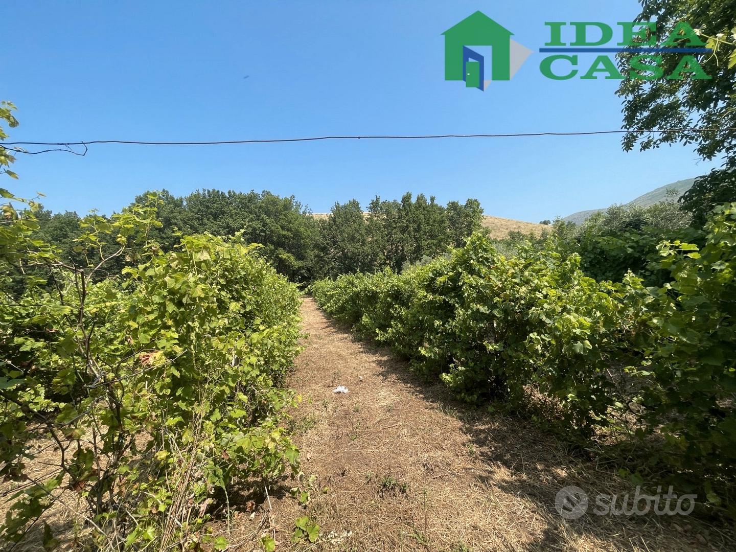 Terreno con Uliveto e Vigneto - Vista 6