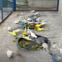 Coppie di cocorite riproduttive