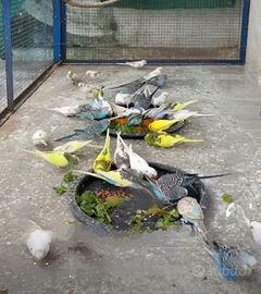 Coppie di cocorite riproduttive