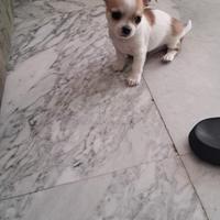 Cucciolo di chihuahua pelo corto pedigree