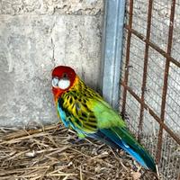 Rosella