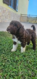 Cuccioli Lagotto Romagnolo