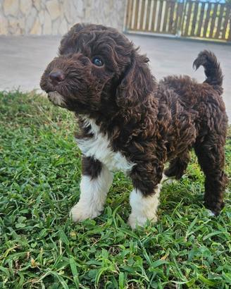 Cuccioli Lagotto Romagnolo