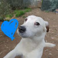 Parson rassell terrier