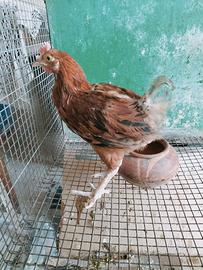 Pollo marans