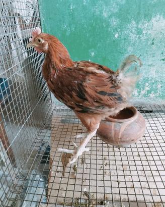 Pollo marans