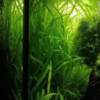 pianta Vallisneria in buonissima salute!