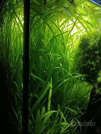pianta Vallisneria in buonissima salute!
