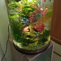 Acquario Biorb 30 litri