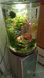 Acquario Biorb 30 litri
