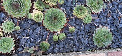 semprevivum