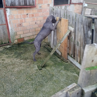 Cucciole femmine di cane corso con pedigree