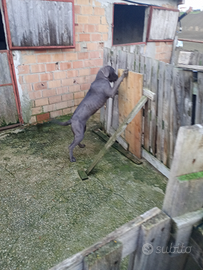 Cucciole femmine di cane corso con pedigree