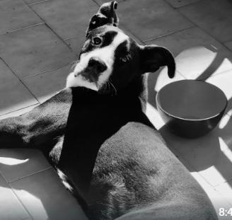 Si tratta di un Pitbull di 9 mesi