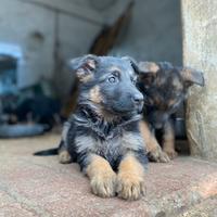 Cuccioli di pastore tedesco