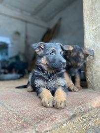 Cuccioli di pastore tedesco