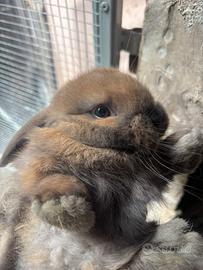 Cucciolo coniglio ariete