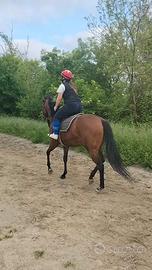 Cavallo