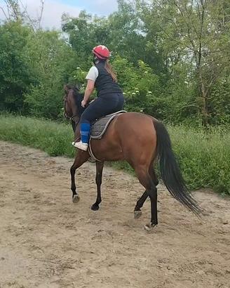 Cavallo