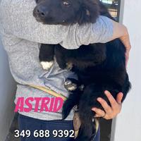 Cuccioli in adozione
