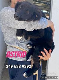 Cuccioli in adozione