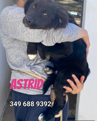 Cuccioli in adozione