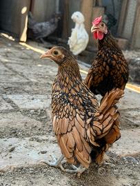 Sebright oro orlo nero