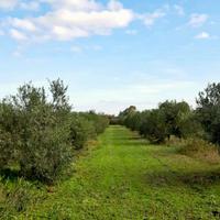 Terreno agricolo con uliveto produttivo - Solanas