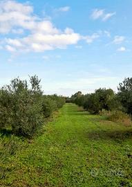 Terreno agricolo con uliveto produttivo - Solanas