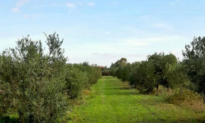 Terreno agricolo con uliveto produttivo - Solanas