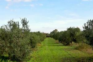 Terreno agricolo con uliveto produttivo - Solanas