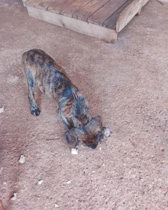 Cani da caccia. Segugi Maremmani
