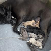 Cuccioli Gratis