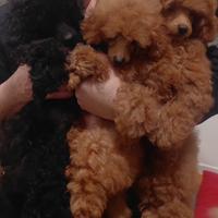 Barboncini Toy/Nanetto/Pedigree enci/