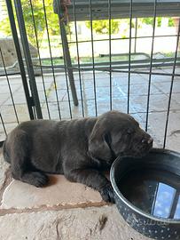 Cuccioli di Labrador