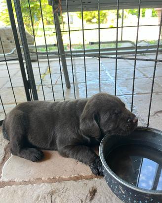 Cuccioli di Labrador