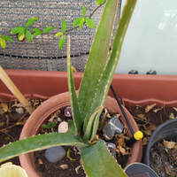 Aloe vera e saponaria