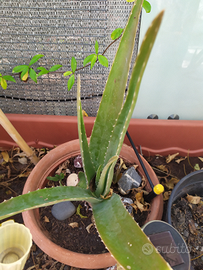 Aloe vera e saponaria