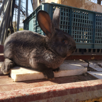 Animali da cortile conigli, galli ed altro