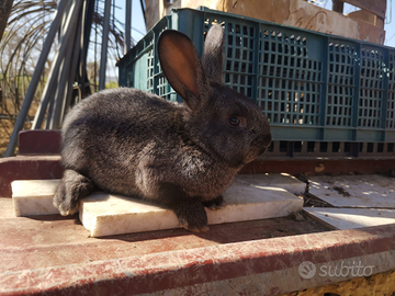 Animali da cortile conigli, galli ed altro