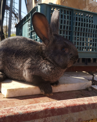 Animali da cortile conigli, galli ed altro