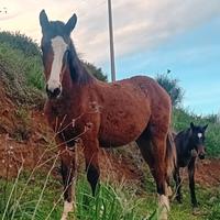 Cavallo paint x quarter