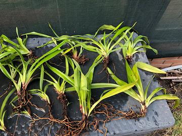 Orchidea phragmipedium schroederae