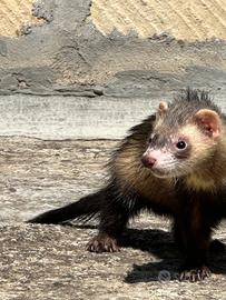 Furetto
